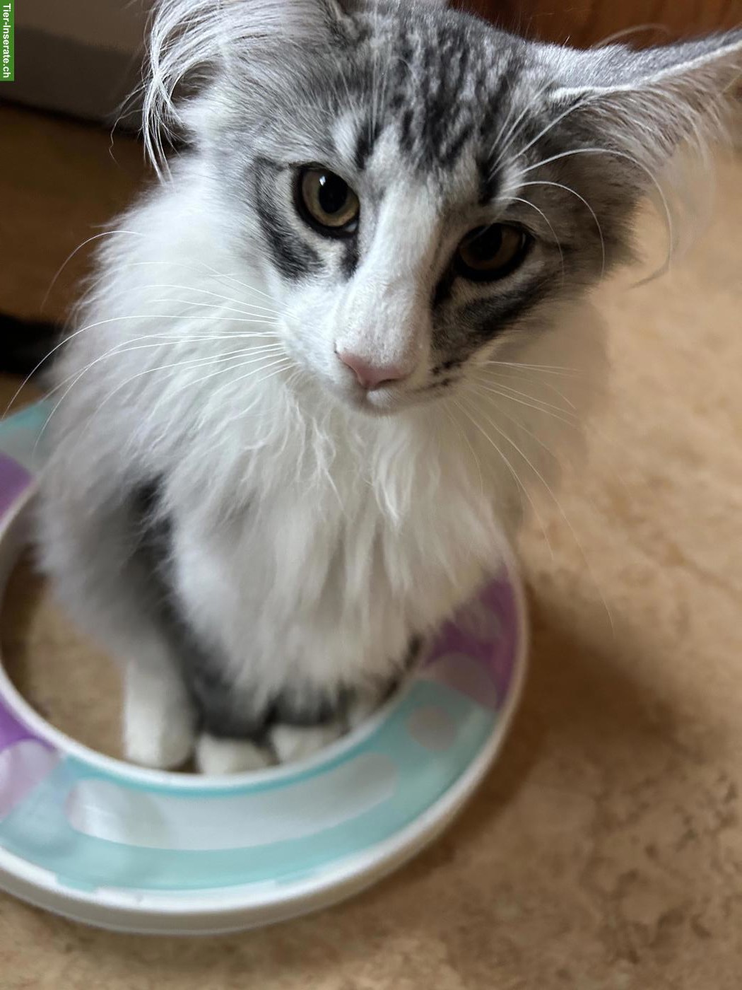 Bild 5: Wunderschöne Norwegische Waldkatze, Kater