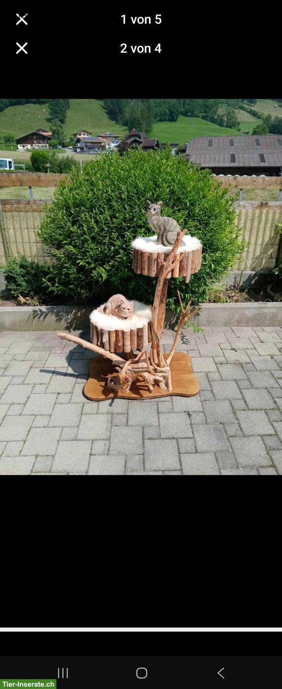 Bild 2: NEU: Outdoor Katzenbaum Natur