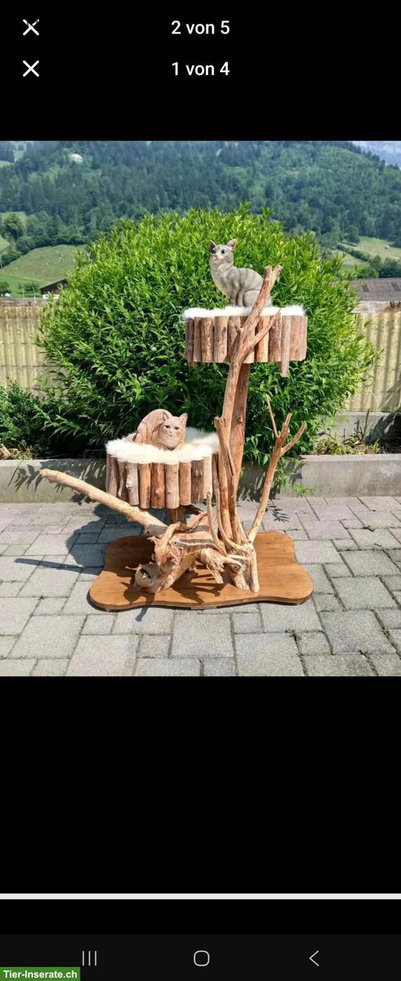 Bild 3: NEU: Outdoor Katzenbaum Natur