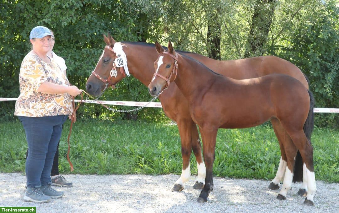 Hübsches Freiberger Stutfohlen