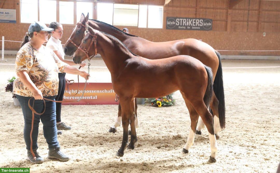 Bild 2: Hübsches Freiberger Stutfohlen