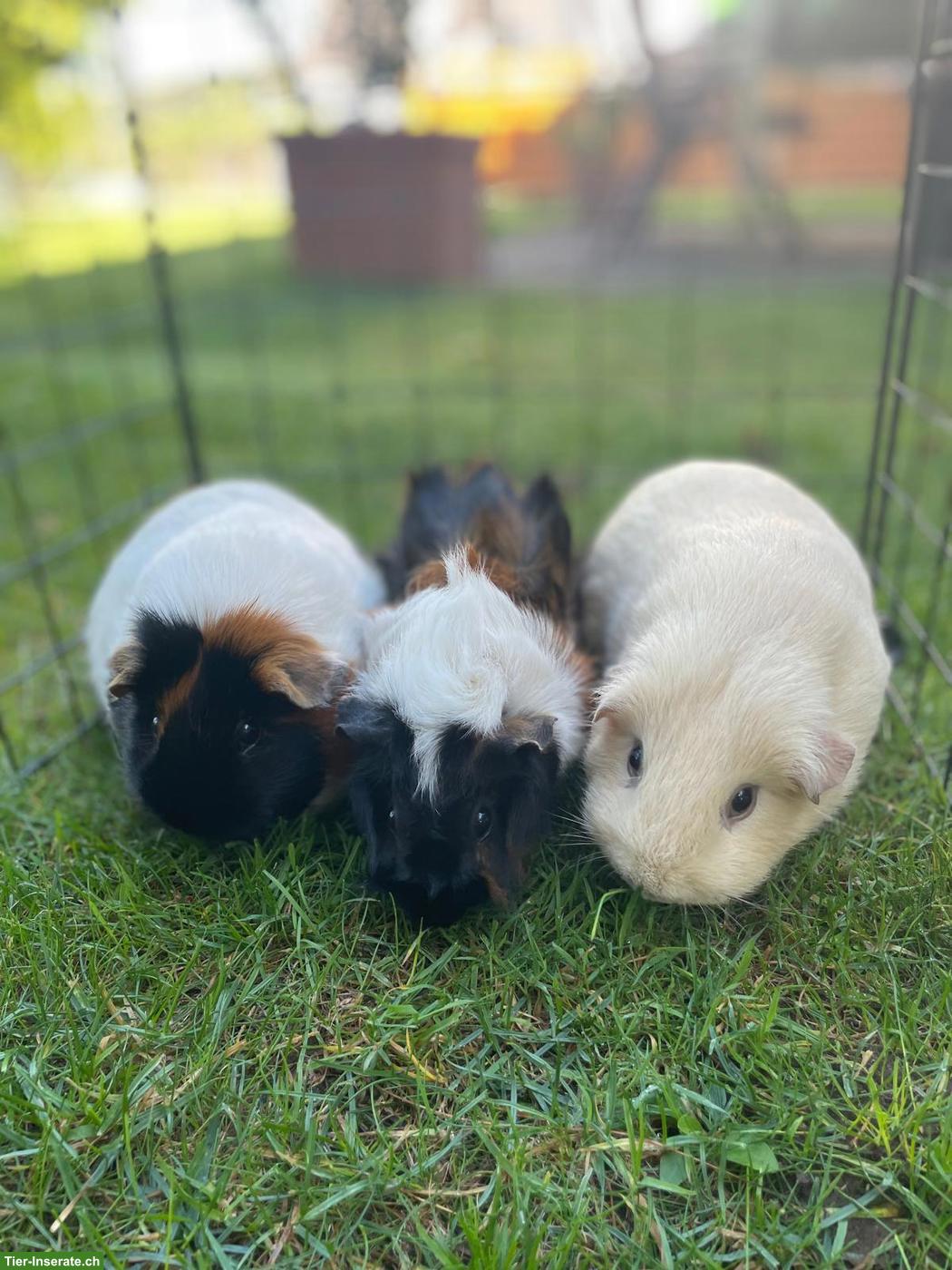 3 süsse Meerschweinchen mit komplett Zubehör