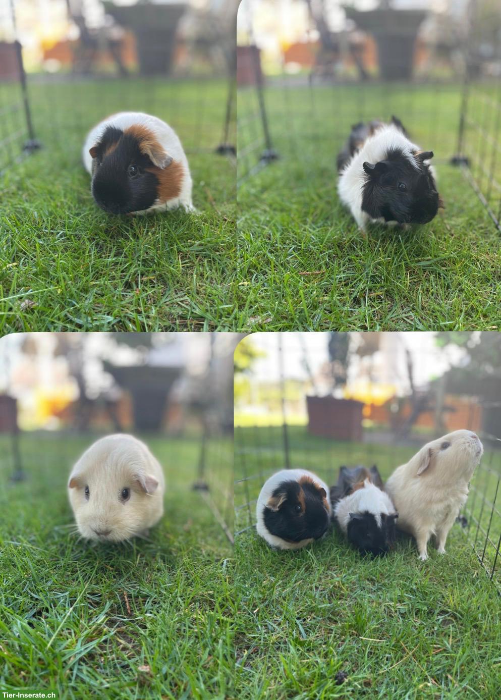 Bild 2: 3 süsse Meerschweinchen mit komplett Zubehör