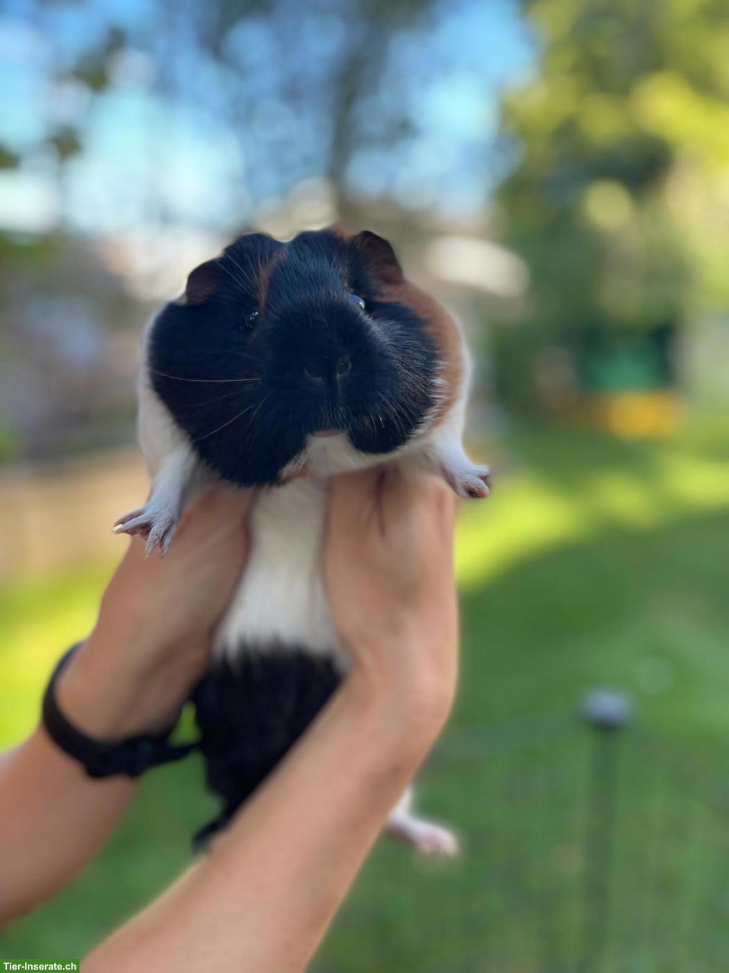 Bild 3: 3 süsse Meerschweinchen mit komplett Zubehör
