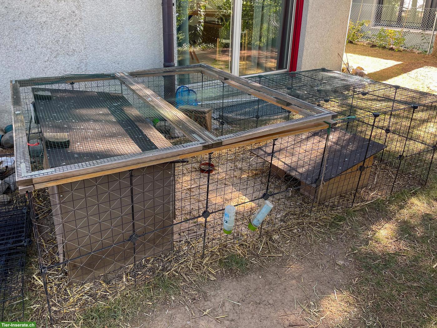 Bild 4: 3 süsse Meerschweinchen mit komplett Zubehör