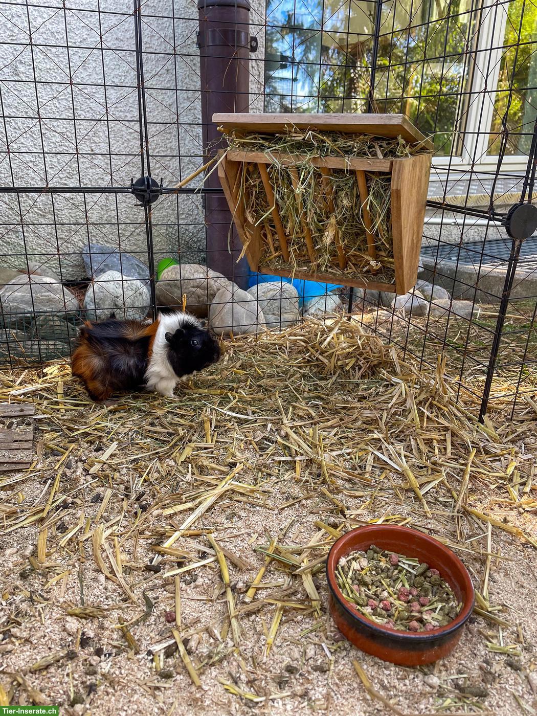 Bild 5: 3 süsse Meerschweinchen mit komplett Zubehör