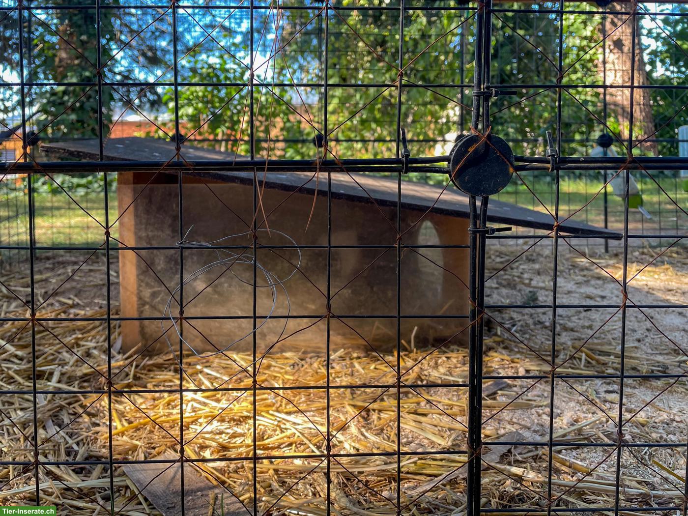 Bild 6: 3 süsse Meerschweinchen mit komplett Zubehör
