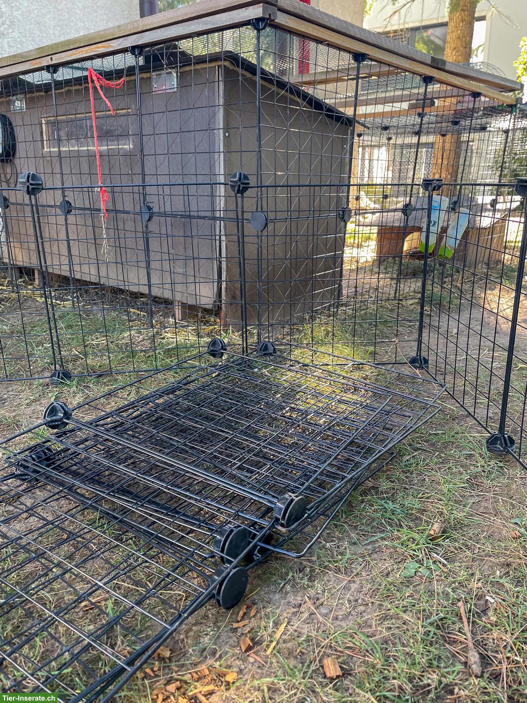 Bild 7: 3 süsse Meerschweinchen mit komplett Zubehör
