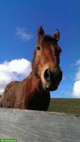 Ferienbetreuung vor Ort für kleinen Bauernhof gesucht