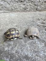 2 Griechische Landschildkröten für Aussengehege-Haltung