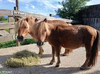 2 Mini-Shetlandpony zu verkaufen