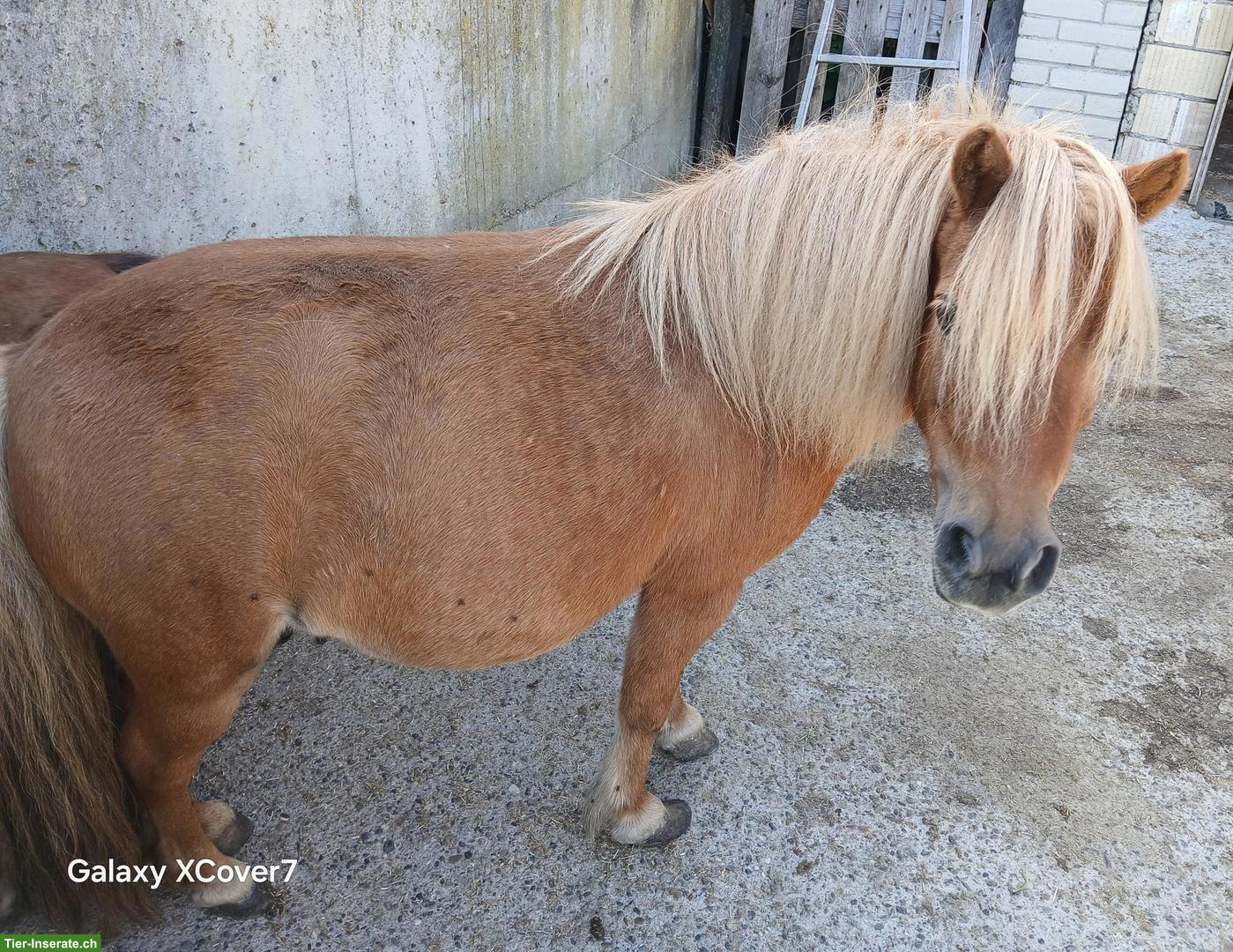 Bild 2: 2 Mini-Shetlandpony zu verkaufen