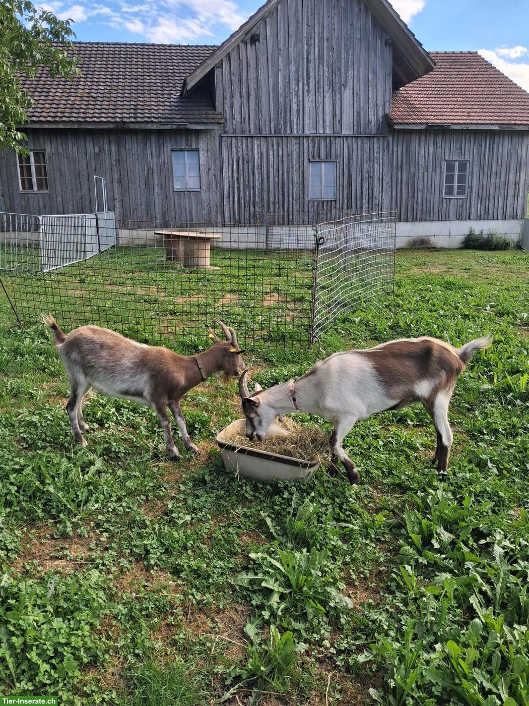 2 Ziegen, Kreuzung Toggenburger x Pfauenziege