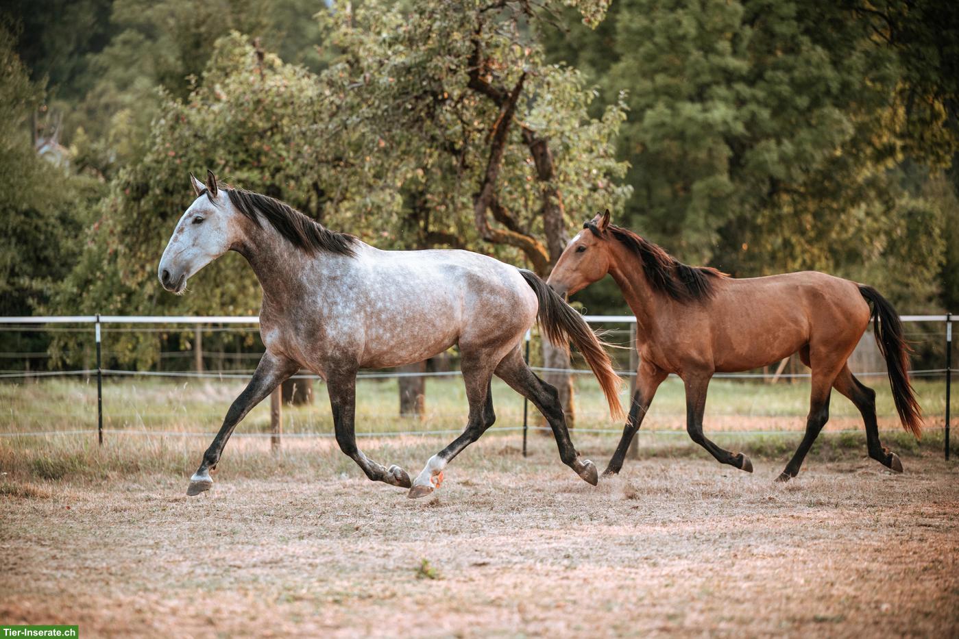 Wunderschöne grossrahmige Lusitano Stute mit Potenzial
