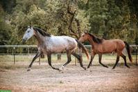 Wunderschöne grossrahmige Lusitano Stute mit Potenzial