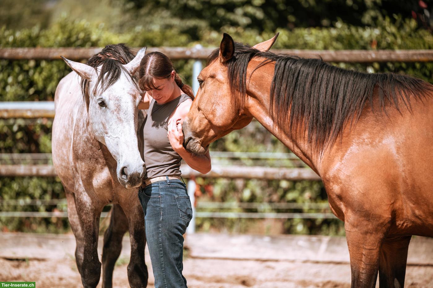 Bild 2: Wunderschöne grossrahmige Lusitano Stute mit Potenzial