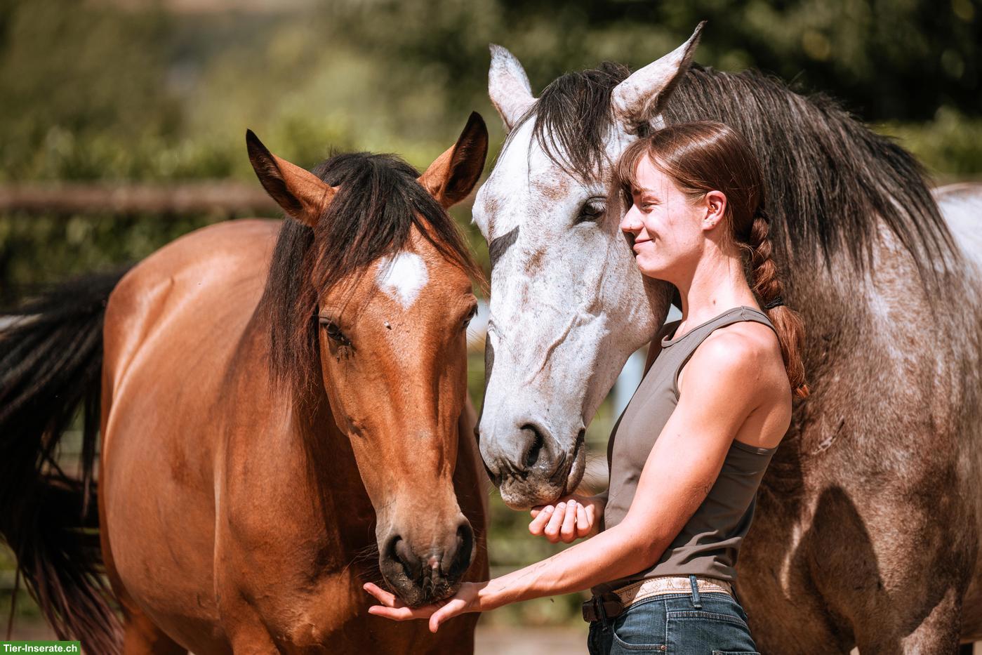 Bild 3: Wunderschöne grossrahmige Lusitano Stute mit Potenzial