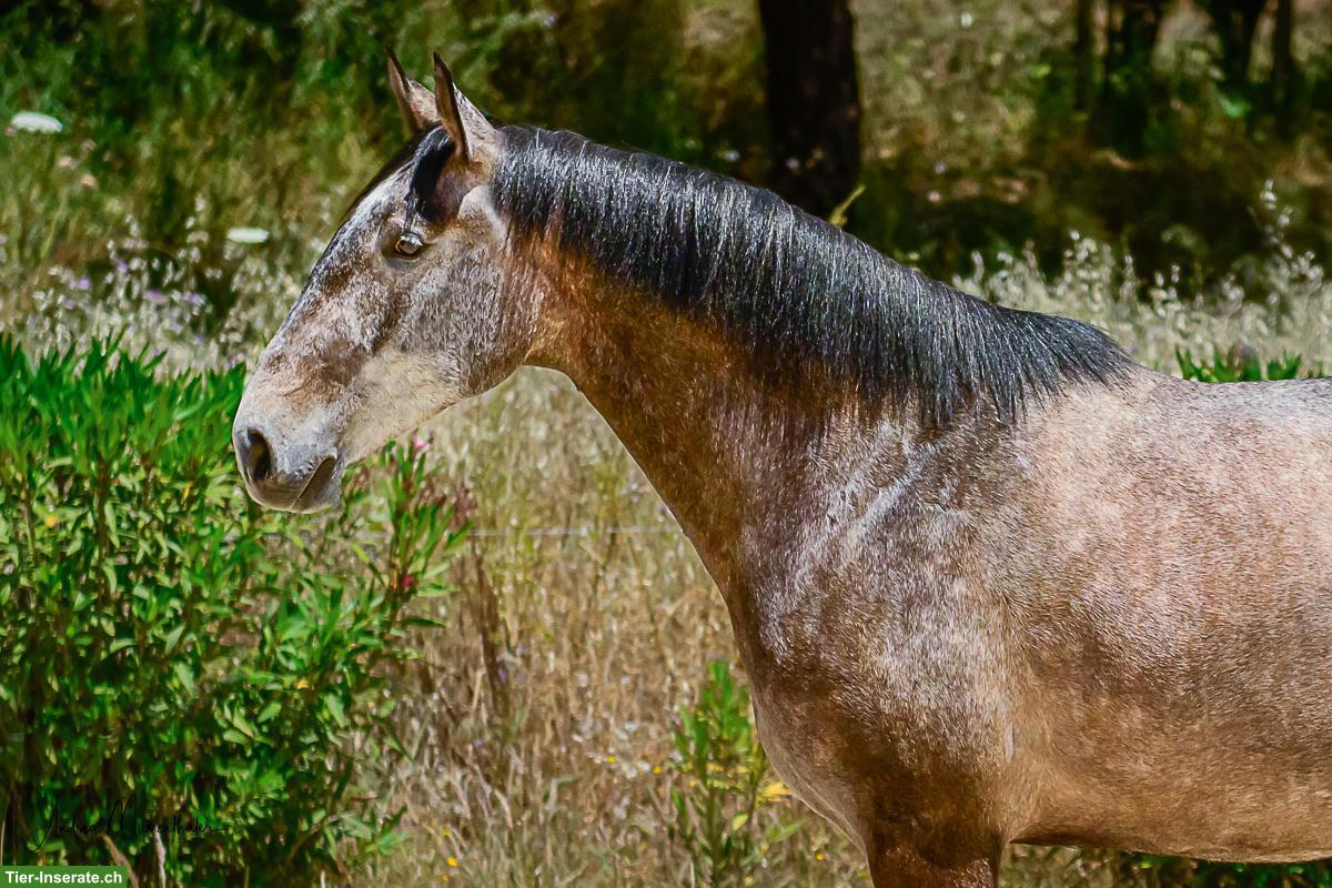 Bild 4: Wunderschöne grossrahmige Lusitano Stute mit Potenzial