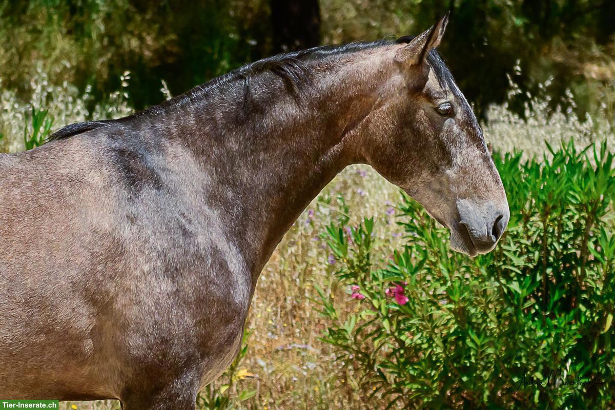Bild 5: Wunderschöne grossrahmige Lusitano Stute mit Potenzial