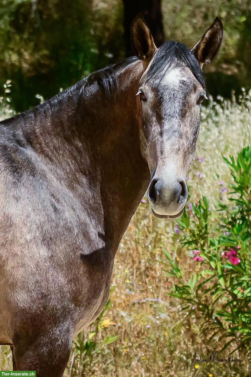 Bild 6: Wunderschöne grossrahmige Lusitano Stute mit Potenzial