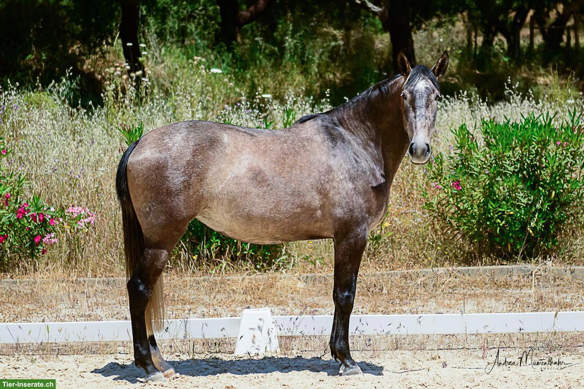 Bild 7: Wunderschöne grossrahmige Lusitano Stute mit Potenzial