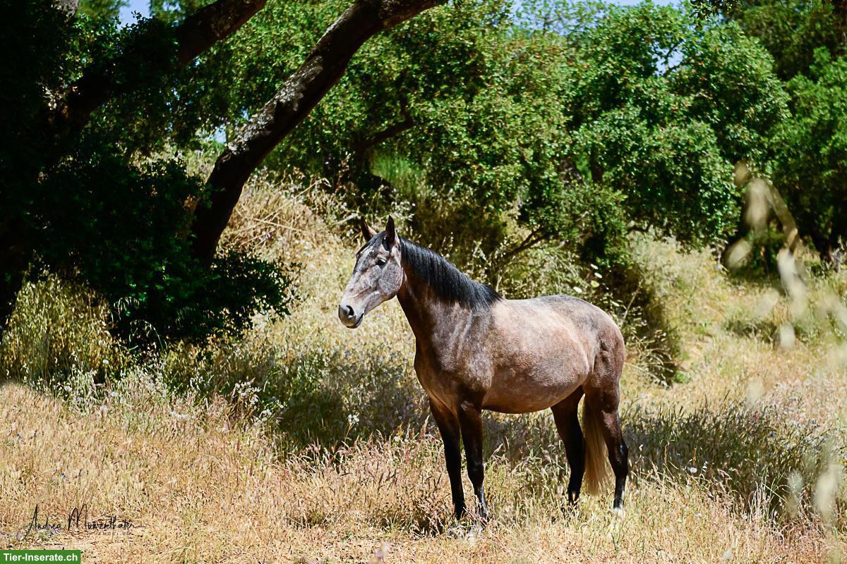 Bild 8: Wunderschöne grossrahmige Lusitano Stute mit Potenzial