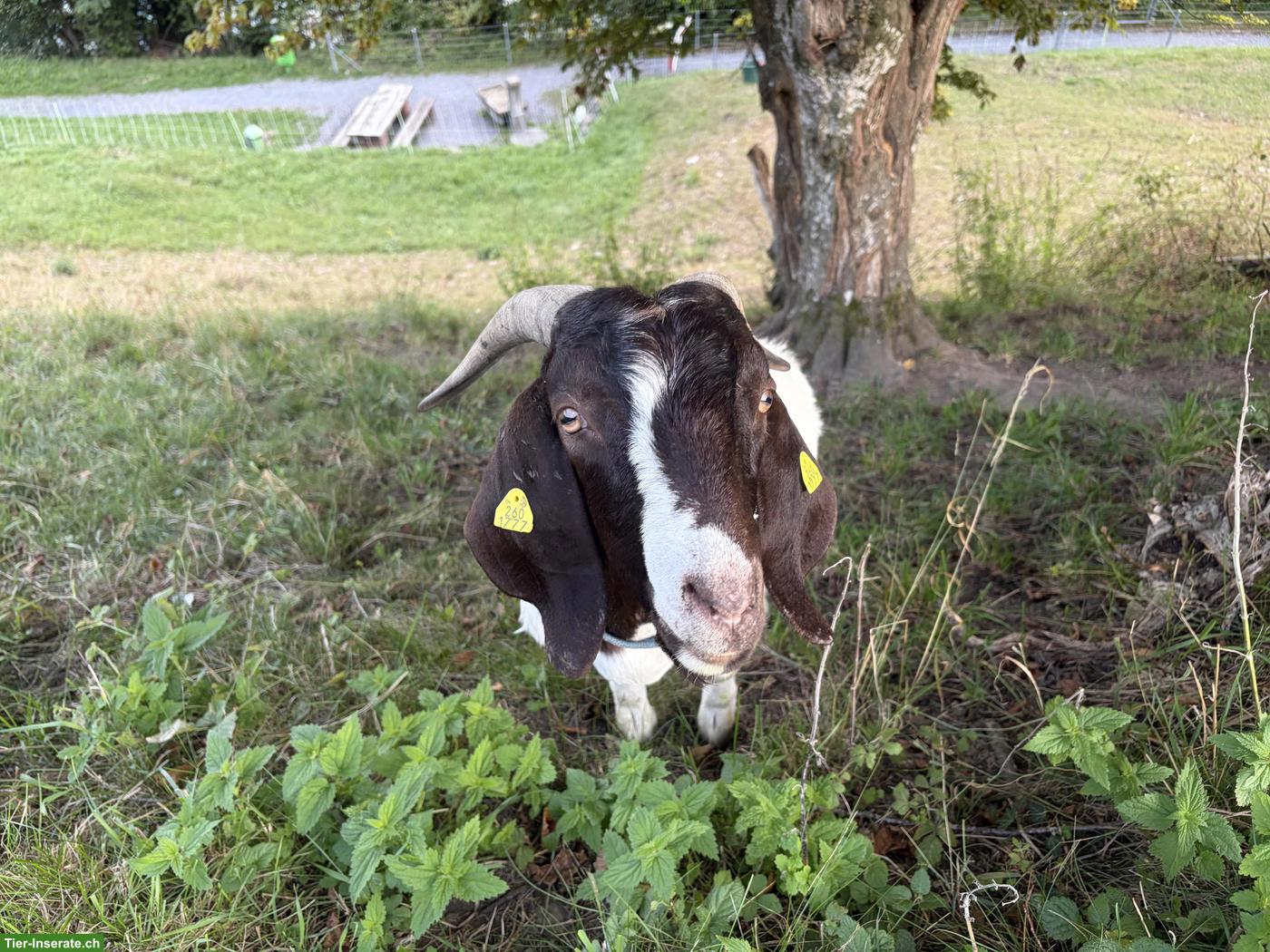 Reinrassiger Burenziegen-Bock (2-jährig) zu verkaufen