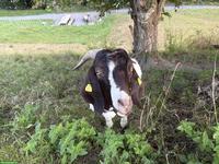 Reinrassiger Burenziegen-Bock (2-jährig) zu verkaufen
