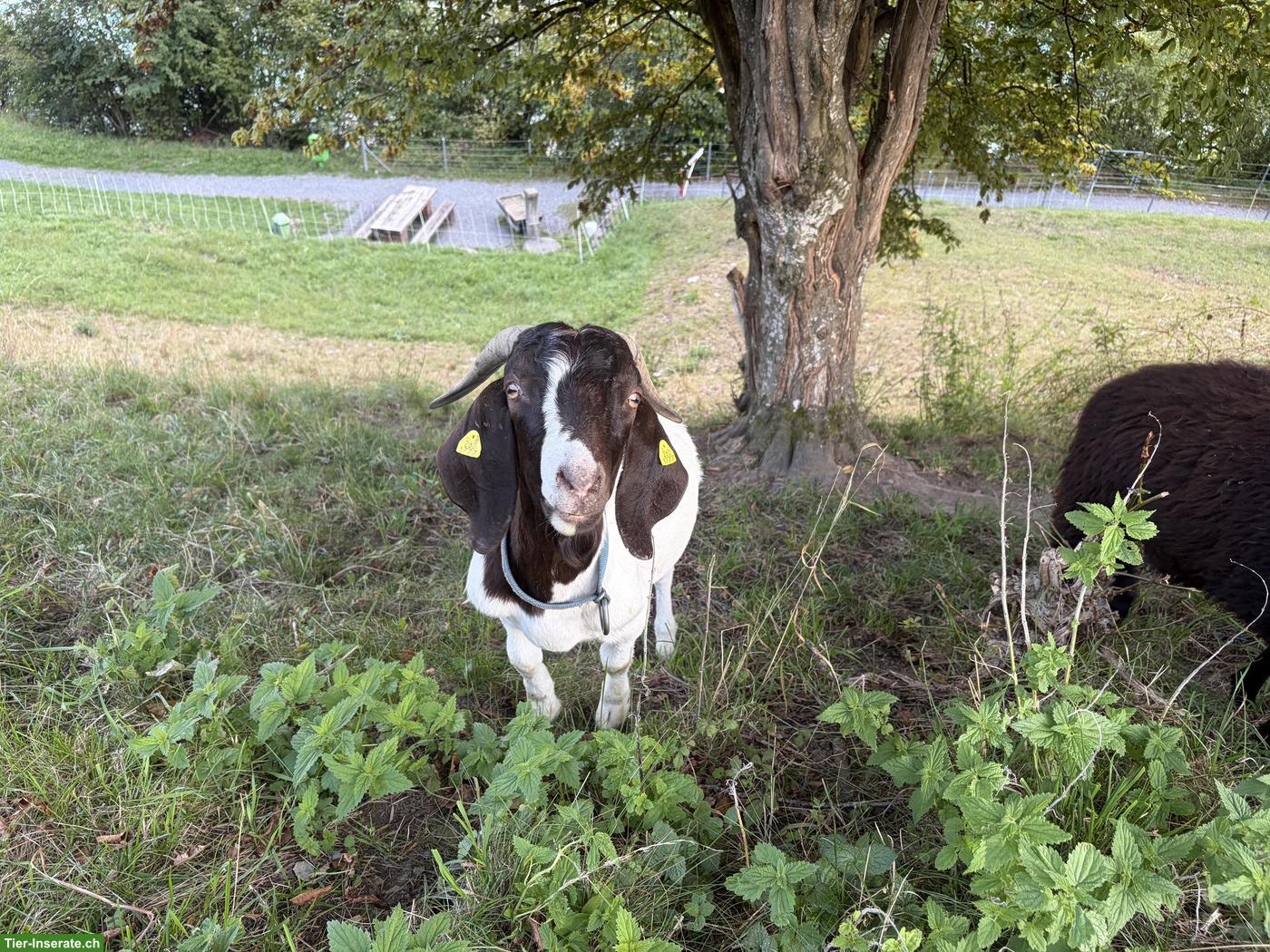 Bild 2: Reinrassiger Burenziegen-Bock (2-jährig) zu verkaufen