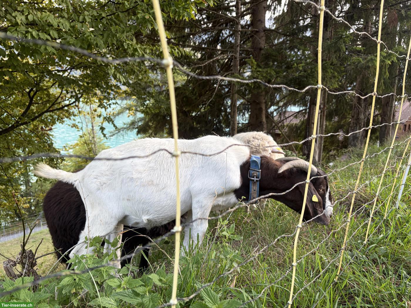 Bild 3: Reinrassiger Burenziegen-Bock (2-jährig) zu verkaufen