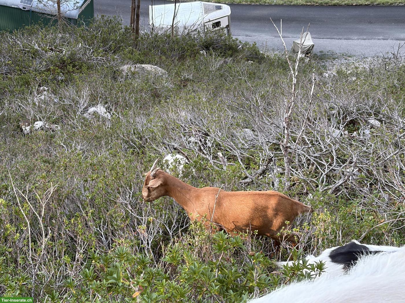 Bild 4: Reinrassiger Burenziegen-Bock (2-jährig) zu verkaufen