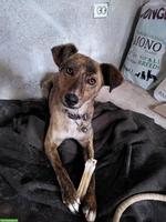 Feinfühliger Windhund-Mix Rüde sucht ruhiges Zuhause