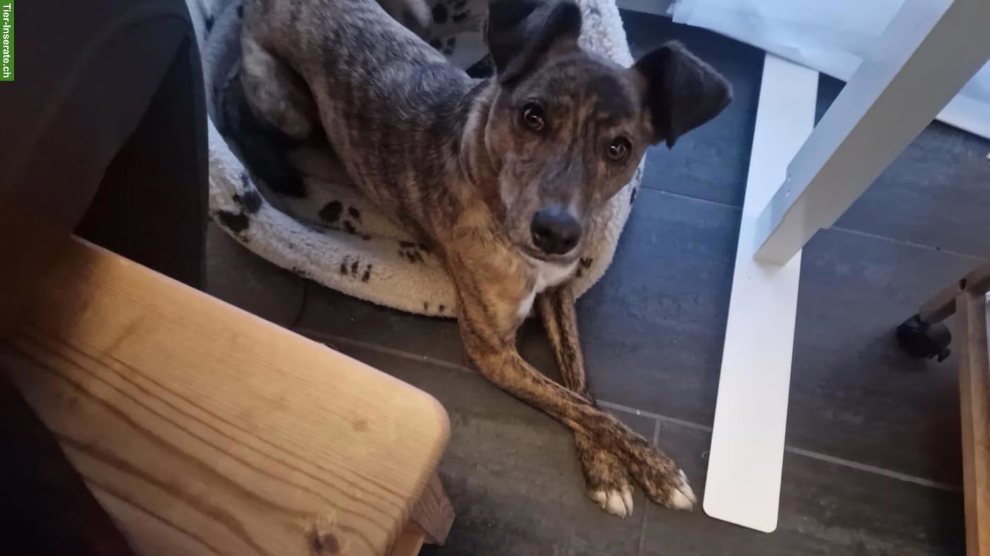 Bild 2: Feinfühliger Windhund-Mix Rüde sucht ruhiges Zuhause