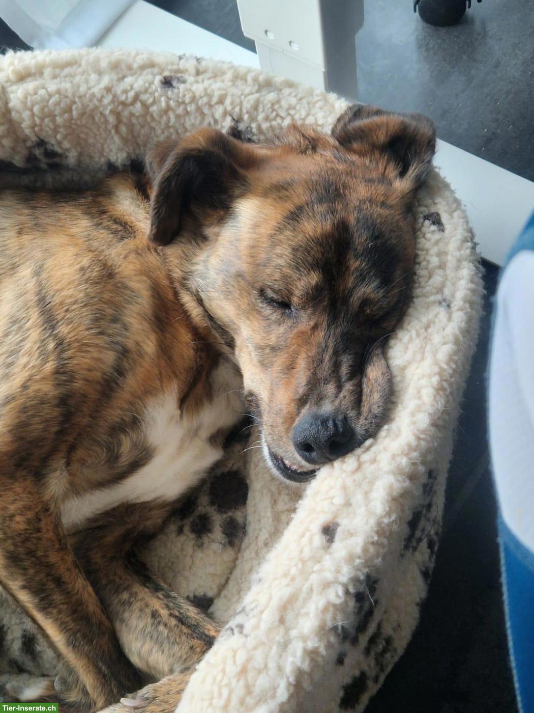 Bild 3: Feinfühliger Windhund-Mix Rüde sucht ruhiges Zuhause