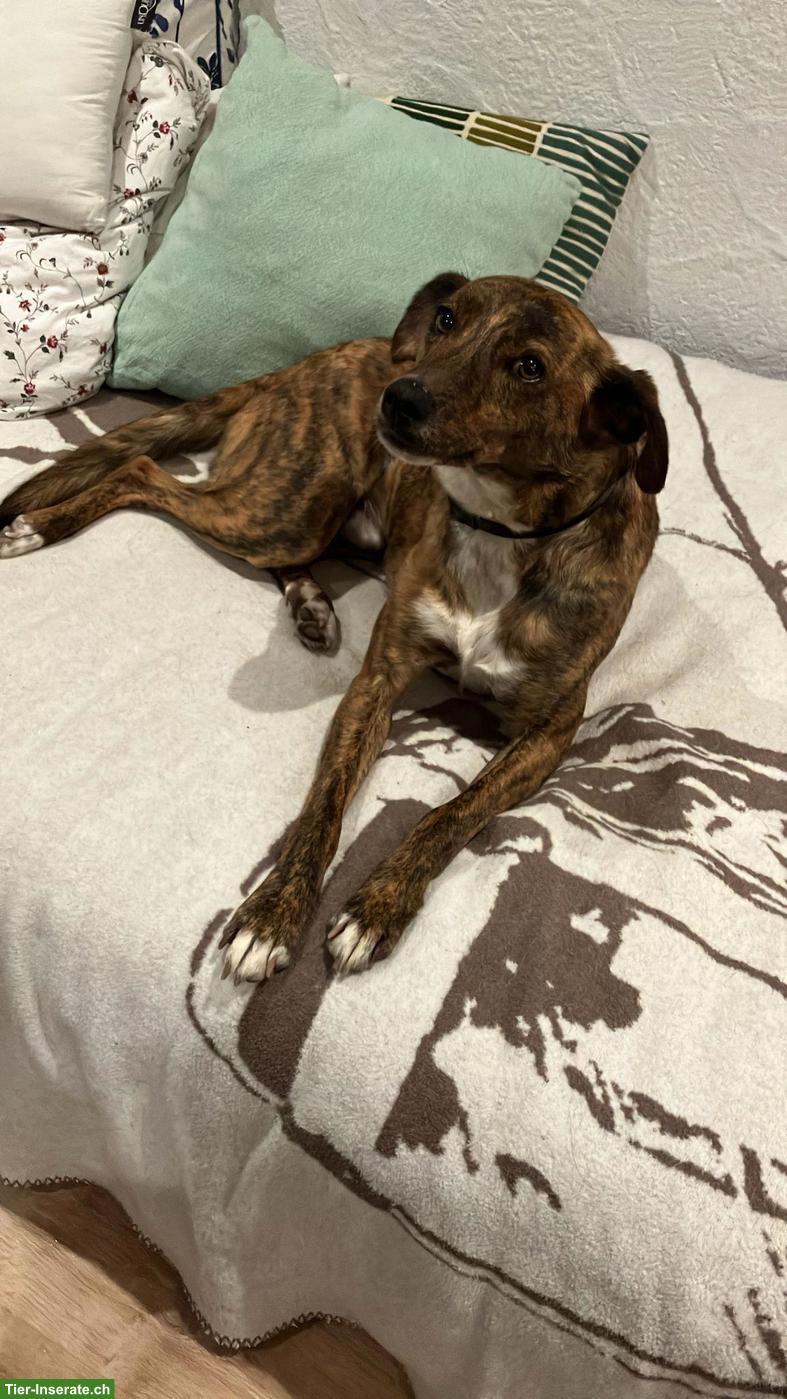 Bild 4: Feinfühliger Windhund-Mix Rüde sucht ruhiges Zuhause