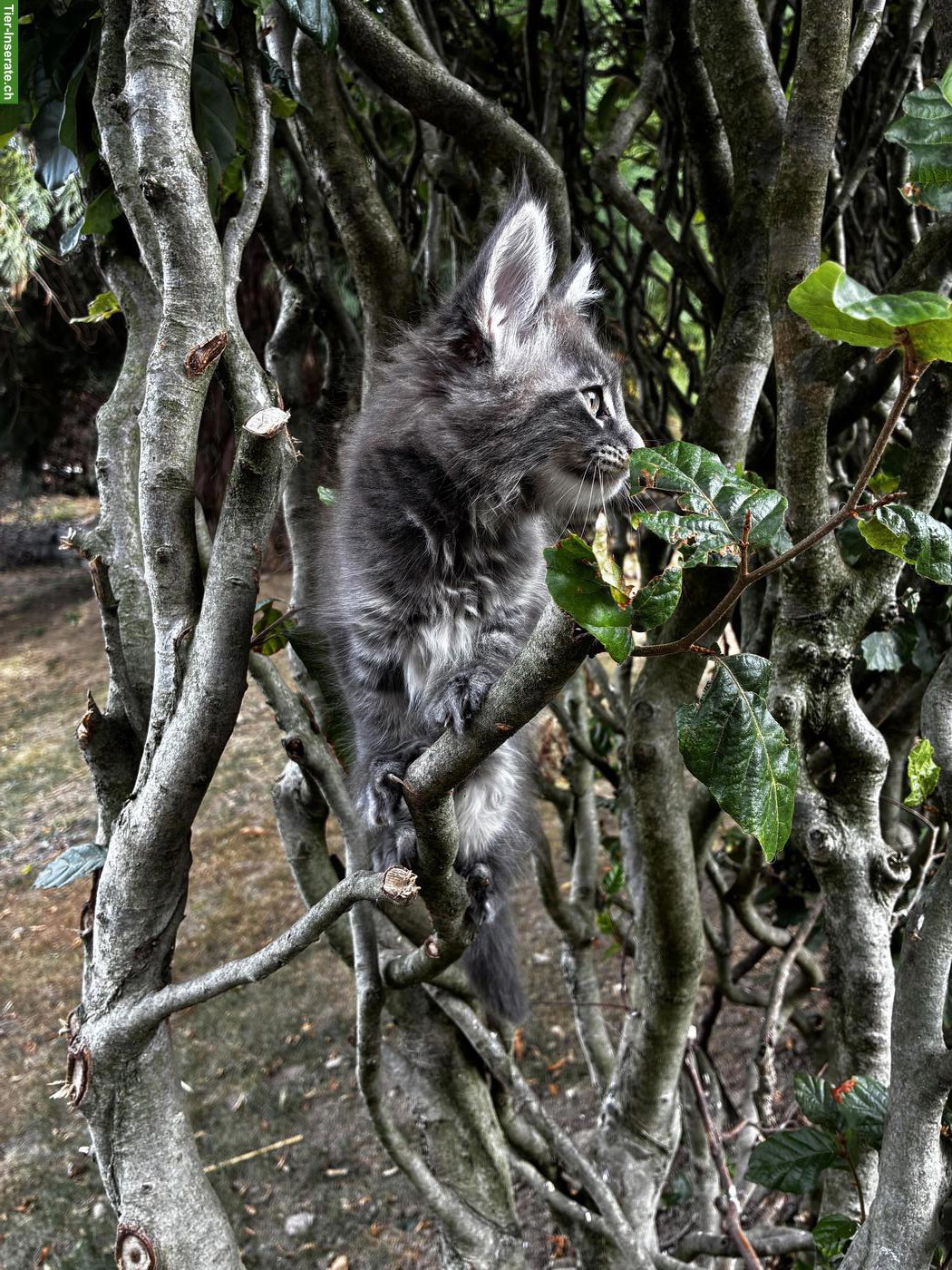 Bild 10: Maine Coon Kitten mit Stammbaum auszugsbereit
