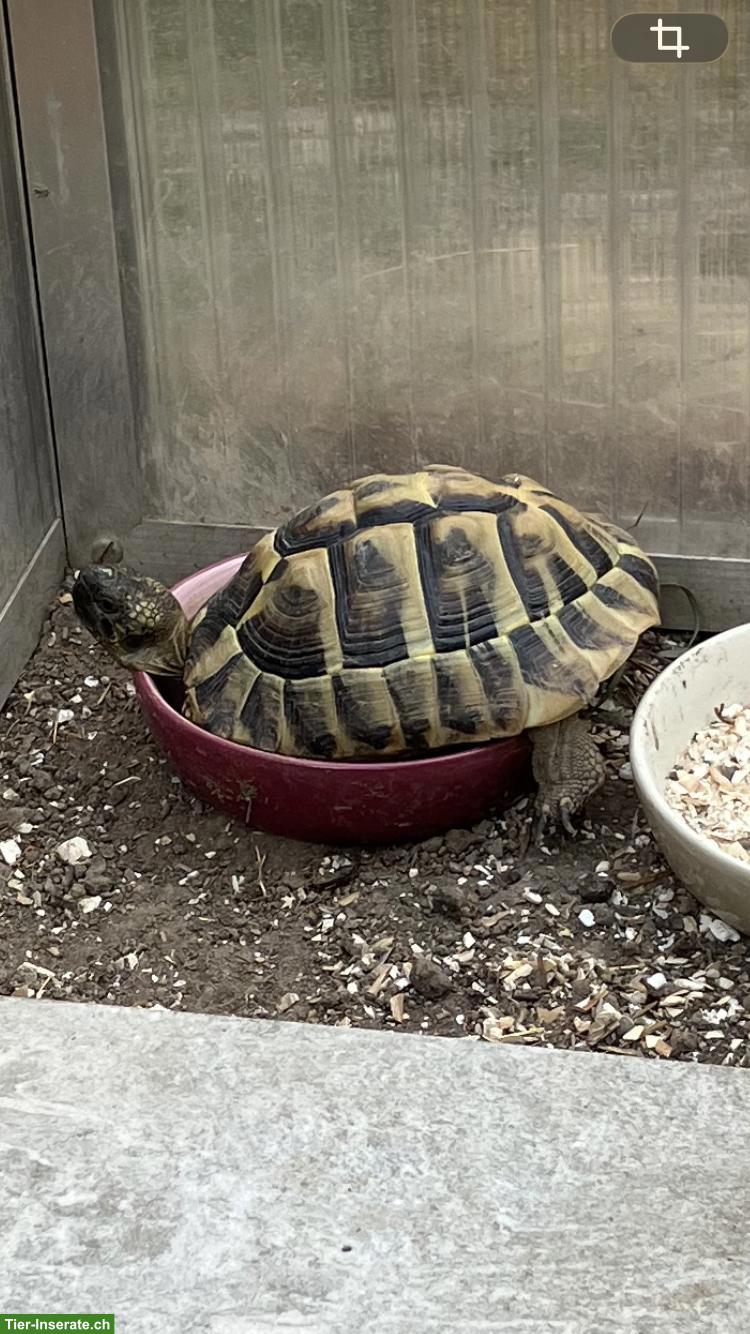 Griechische Landschildkröte THB