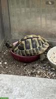 Griechische Landschildkröte THB