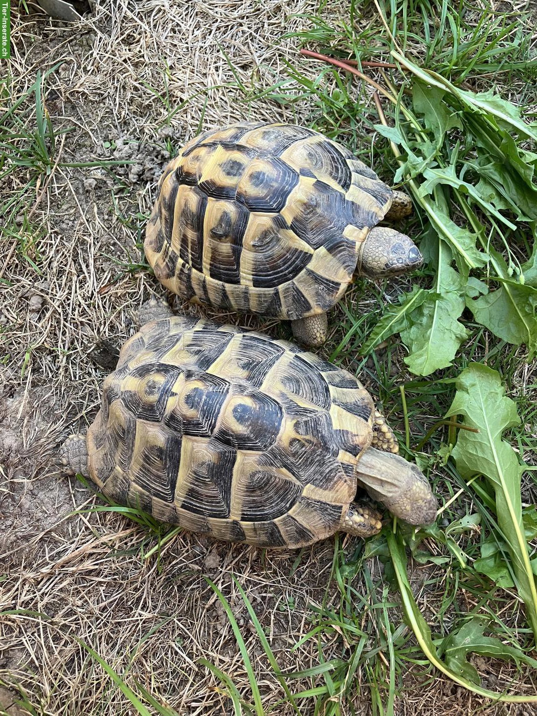 Bild 2: Griechische Landschildkröte THB
