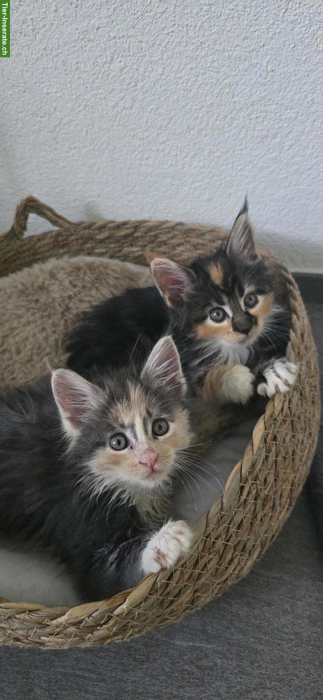 5 Maine Coon Kitten (weiblich) suchen liebevolles Zuhause