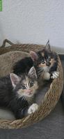 5 Maine Coon Kitten (weiblich) suchen liebevolles Zuhause
