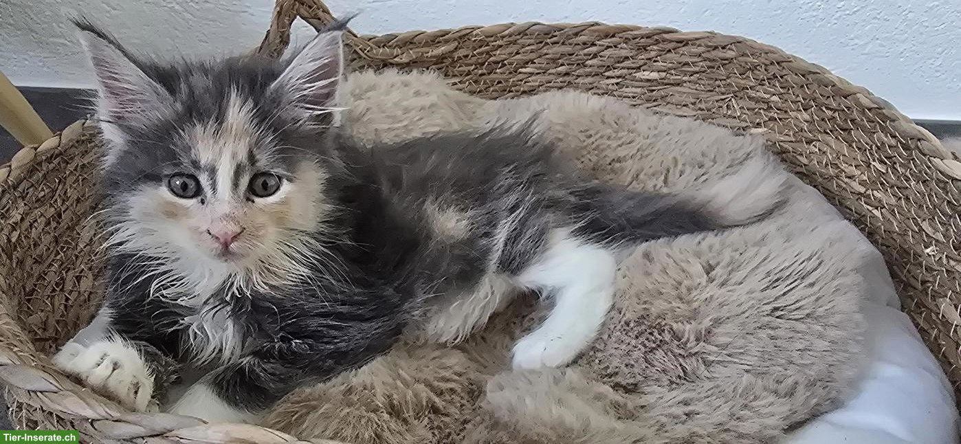 Bild 2: 5 Maine Coon Kitten (weiblich) suchen liebevolles Zuhause