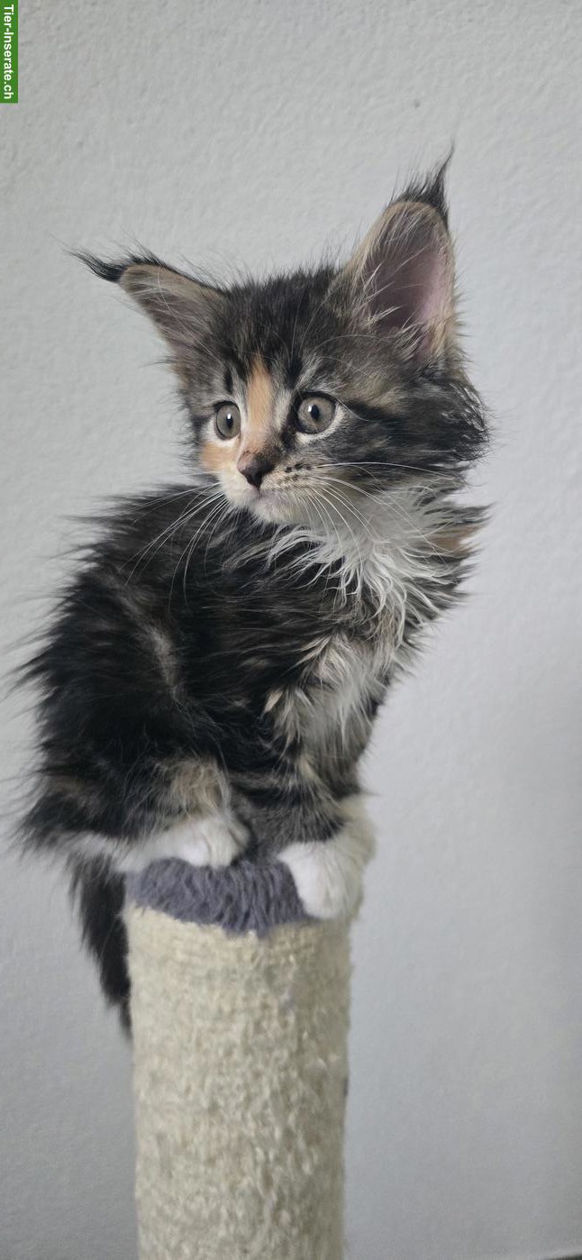 Bild 3: 5 Maine Coon Kitten (weiblich) suchen liebevolles Zuhause