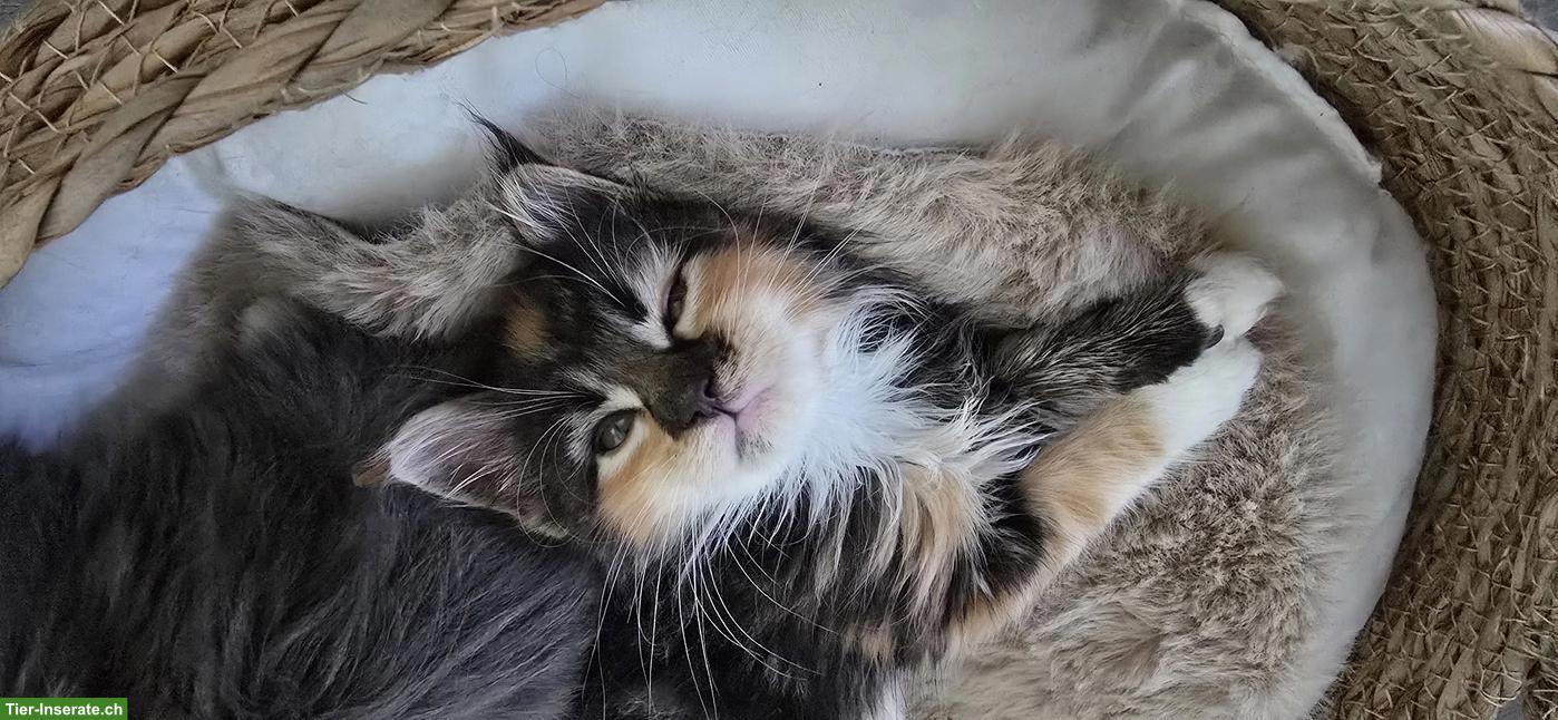 Bild 4: 5 Maine Coon Kitten (weiblich) suchen liebevolles Zuhause
