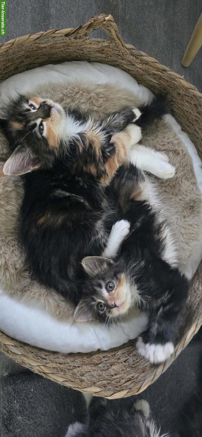 Bild 5: 5 Maine Coon Kitten (weiblich) suchen liebevolles Zuhause