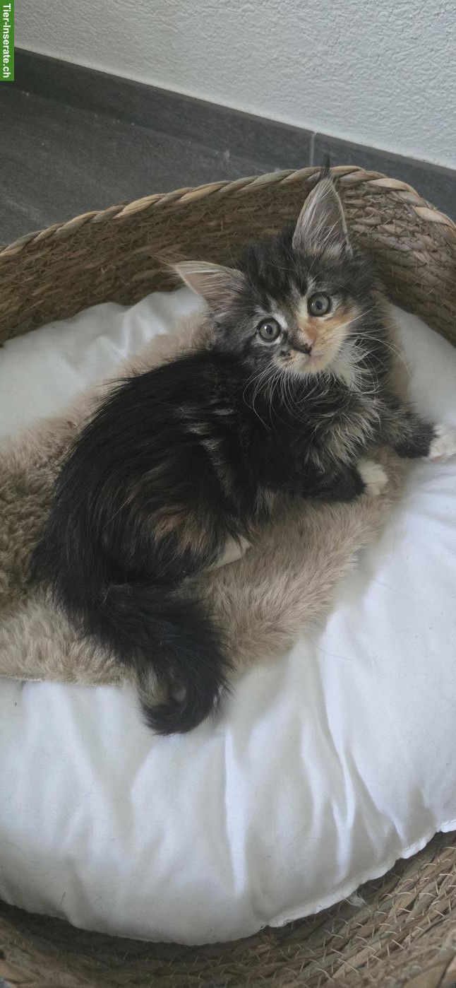 Bild 6: 5 Maine Coon Kitten (weiblich) suchen liebevolles Zuhause
