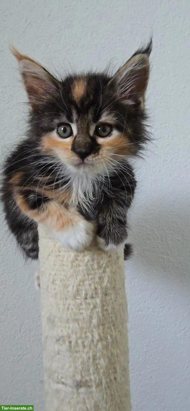 Bild 7: 5 Maine Coon Kitten (weiblich) suchen liebevolles Zuhause