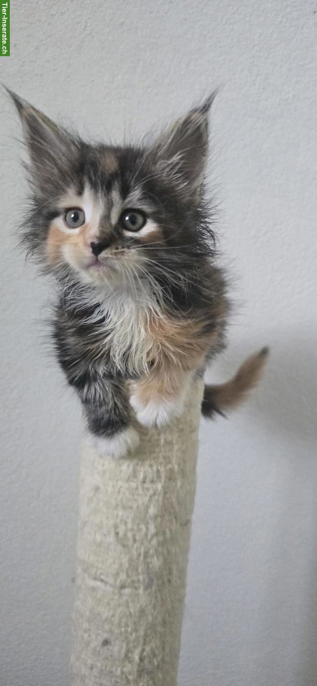 Bild 8: 5 Maine Coon Kitten (weiblich) suchen liebevolles Zuhause