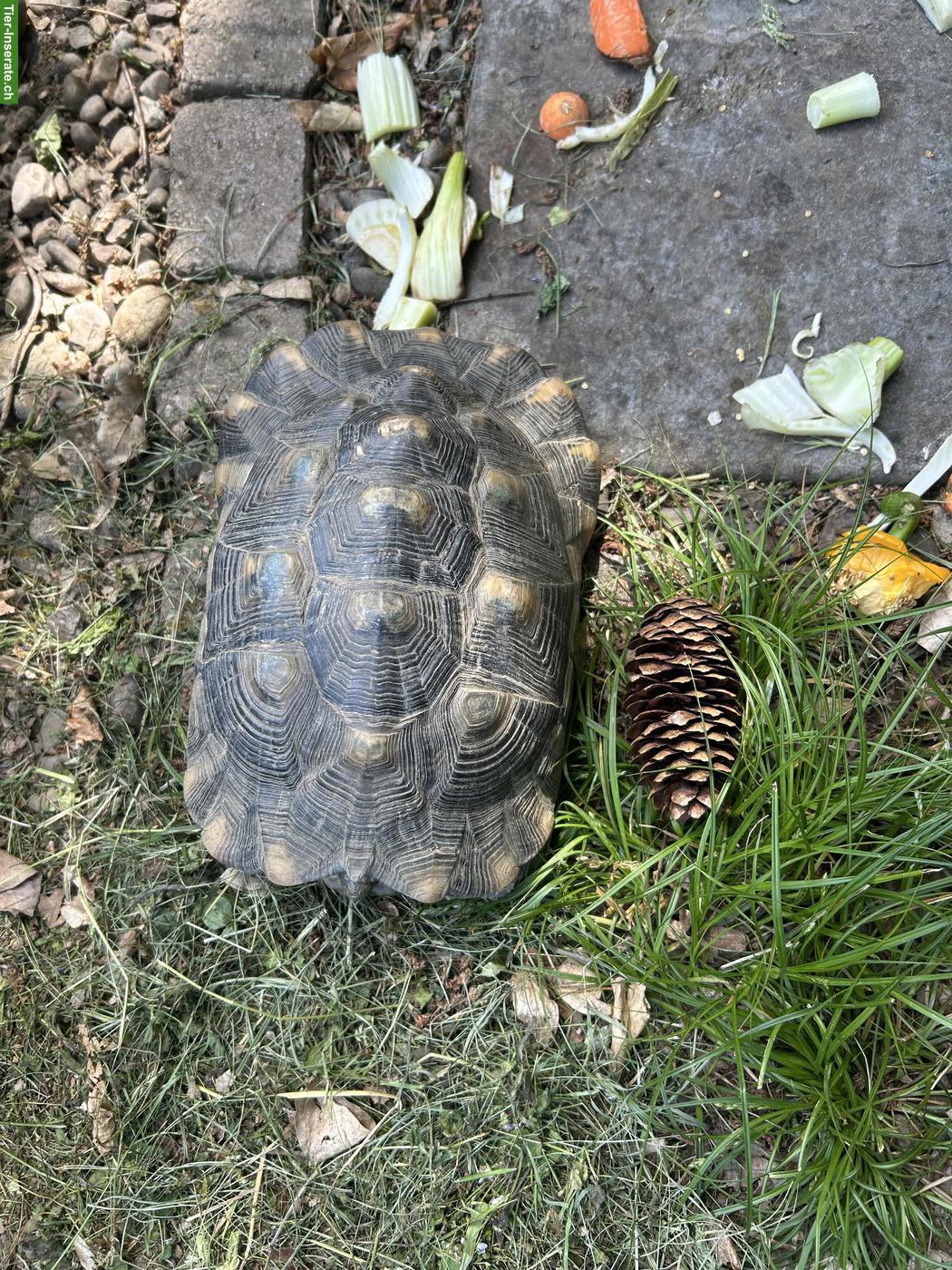 3 griechische Landschildkröten zu vergeben