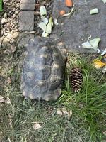 3 griechische Landschildkröten zu vergeben